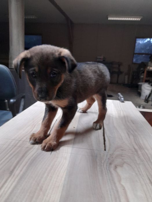 Oddam suczkę szczeniaka w dobre ręce