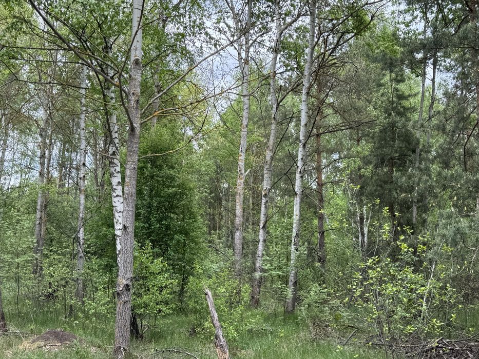 Земельна ділянка 1 га поруч з великим лісом!!!с.Здвижівка.