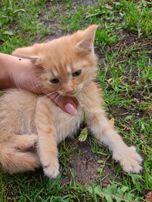 Kotki oddam w dobre ręce