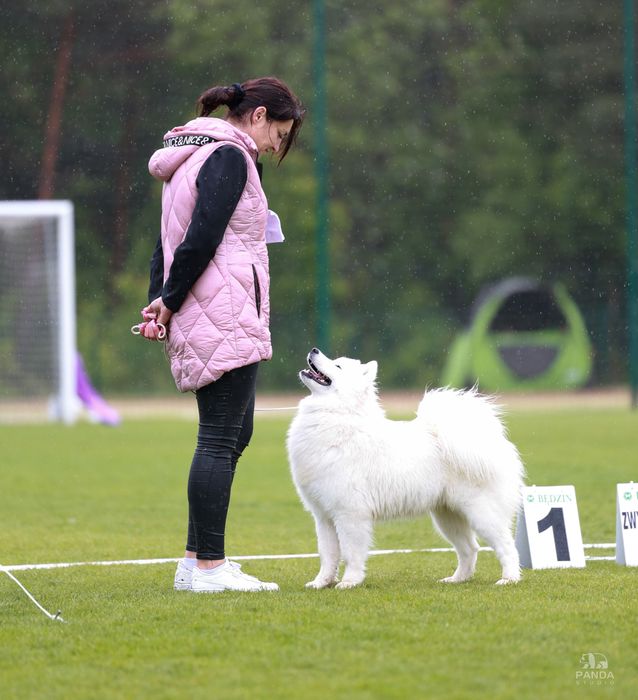 Samoyed szczeniak odbiór listopad/grudzień