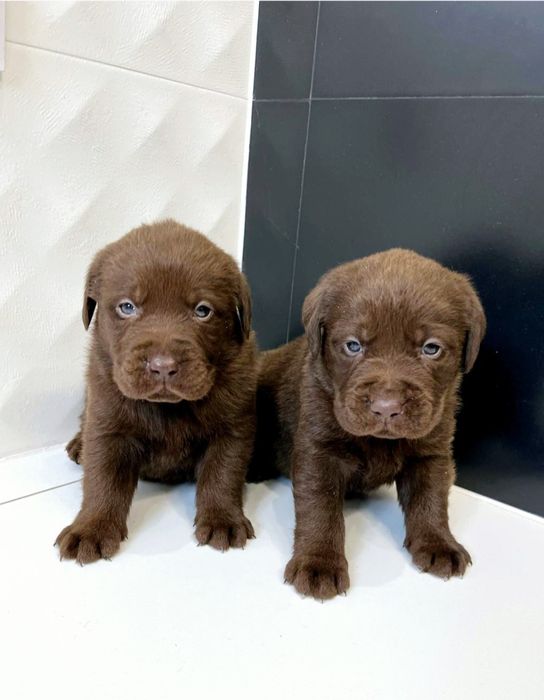 Labrador Retriver