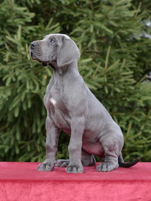 Племенные щенки из питомника. В родословной лучшие европ.производители