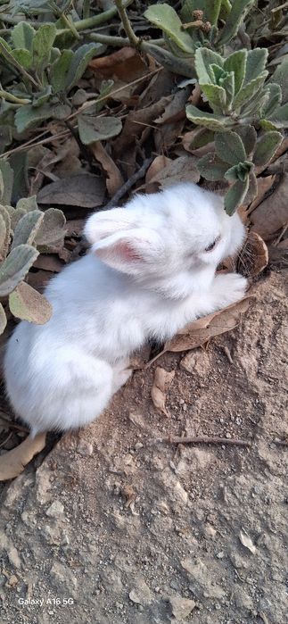 Coelho anão (mini toy)