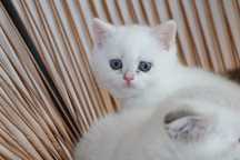 gatinho scottish straight blue pointe