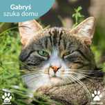 Uroczy kocurek Gabryś do adopcji!