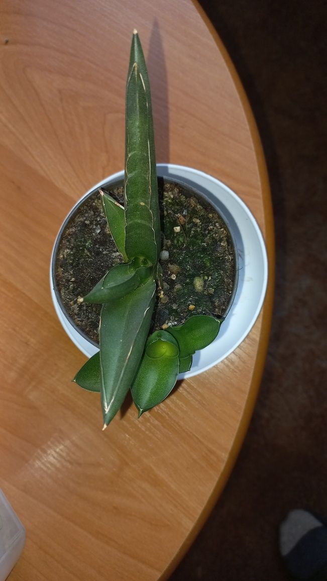 Sansewieria Almond Jade.