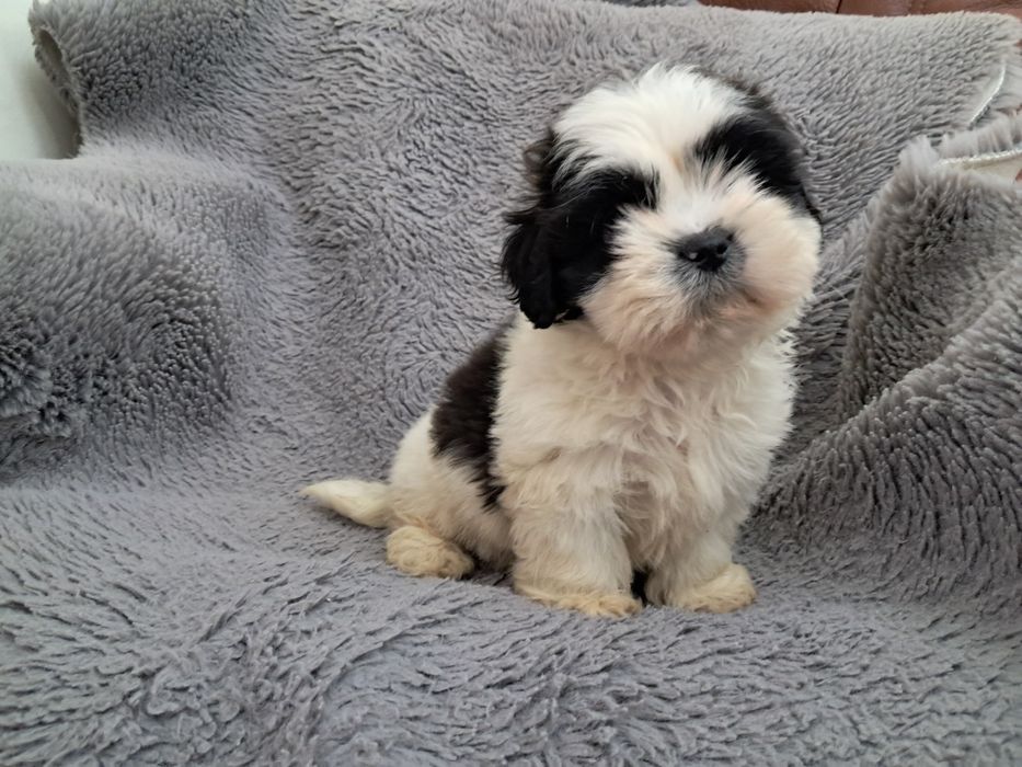 Shihtzu macho fantastico