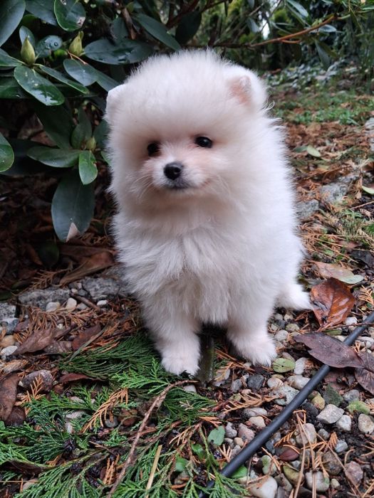 Chłopak pomeranian szpic miniaturowy