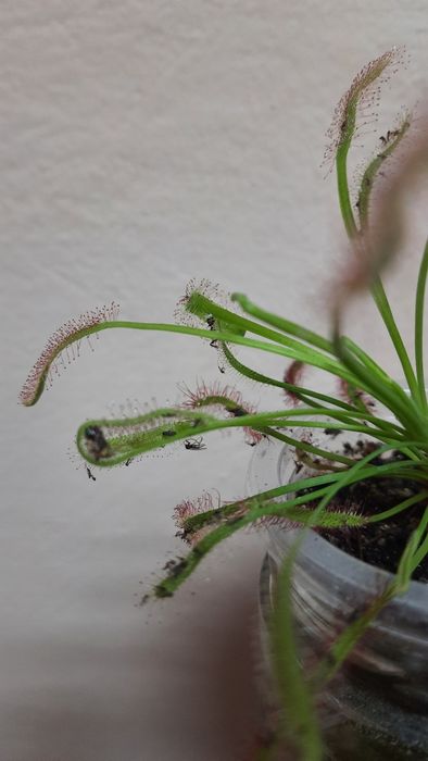 Росянка -хищник на подоконнике