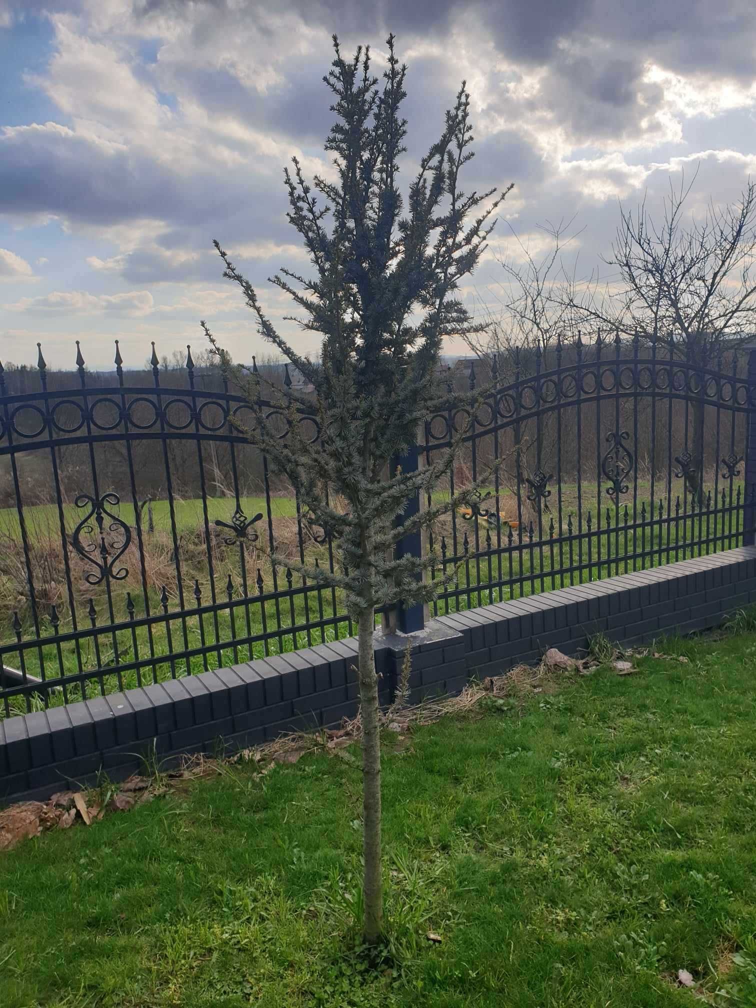 Cedr Cedrus  sadzonki 2-2,50cm wysokie.