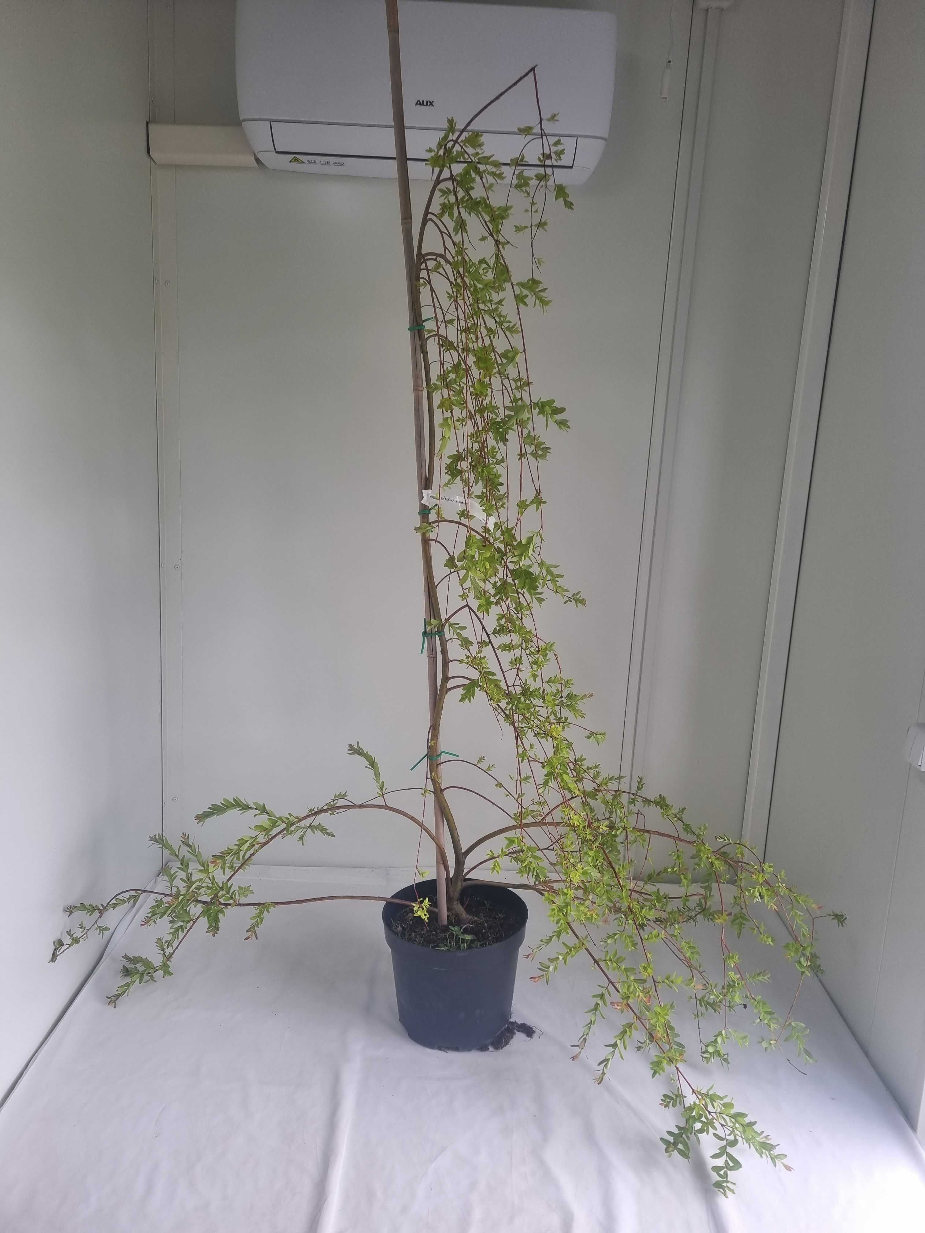 Wierzba Integra Pendula – Płacząca Forma, Wys. 180 cm, Doniczka 10L