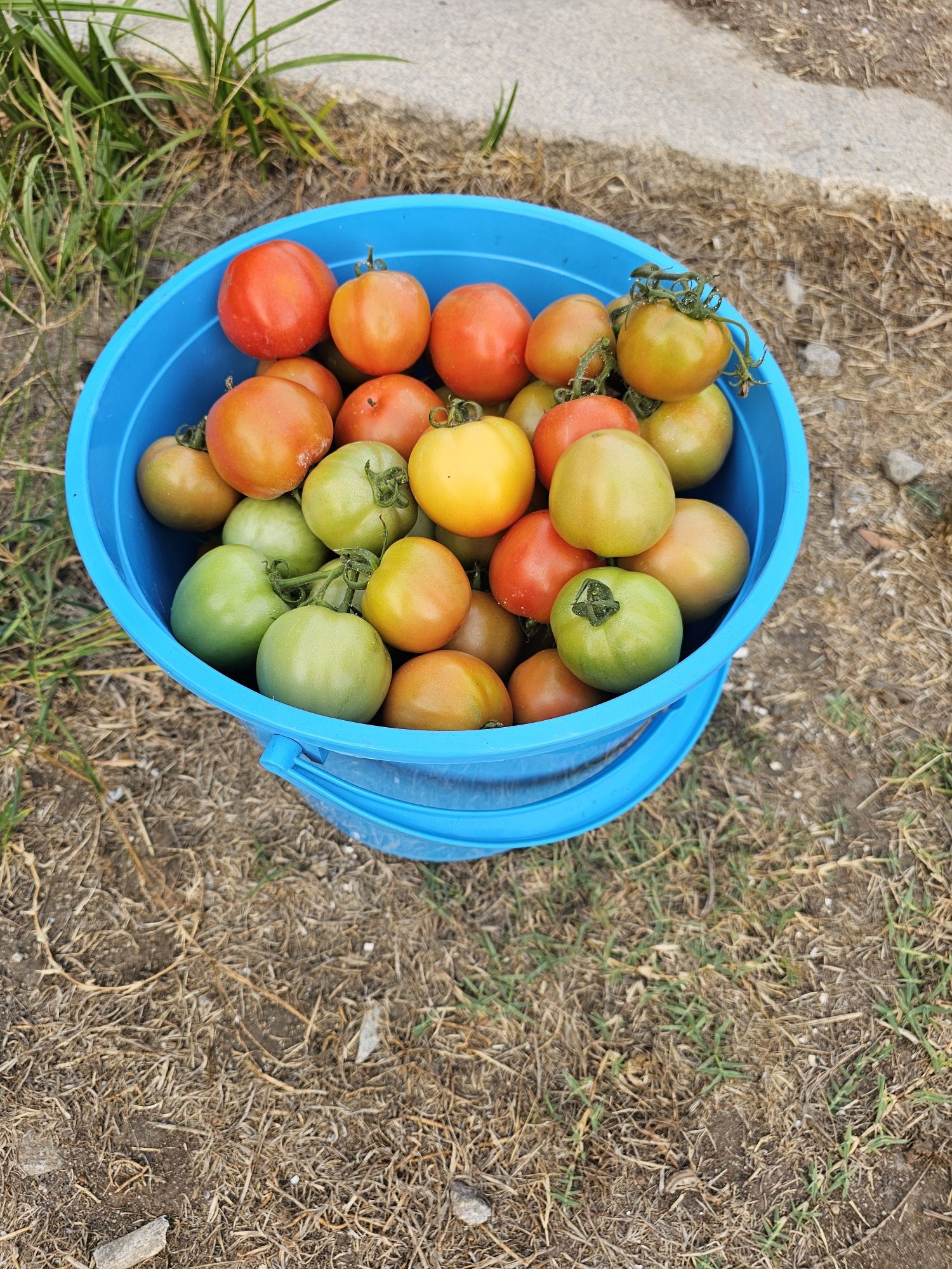 Tomate comum caseiros