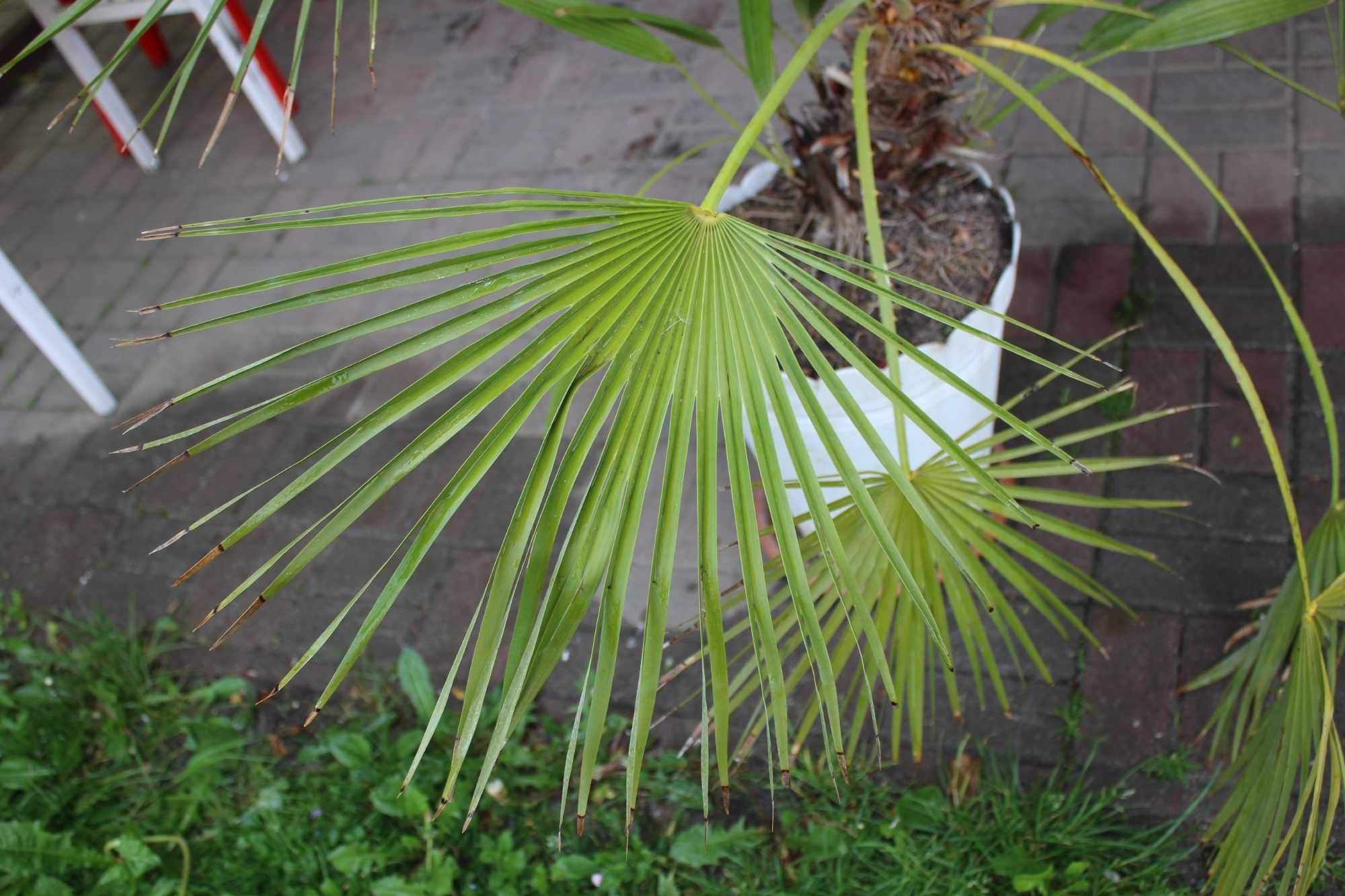 palma ogrodowa Karłatka Chamaerops Humilis