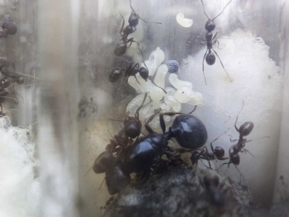 Мурахи Messor Structor, мурахи женці, муравьи жнецы, мессор структор