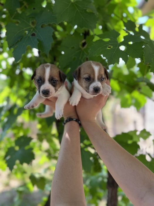 Готуються до продажу ці крихітки