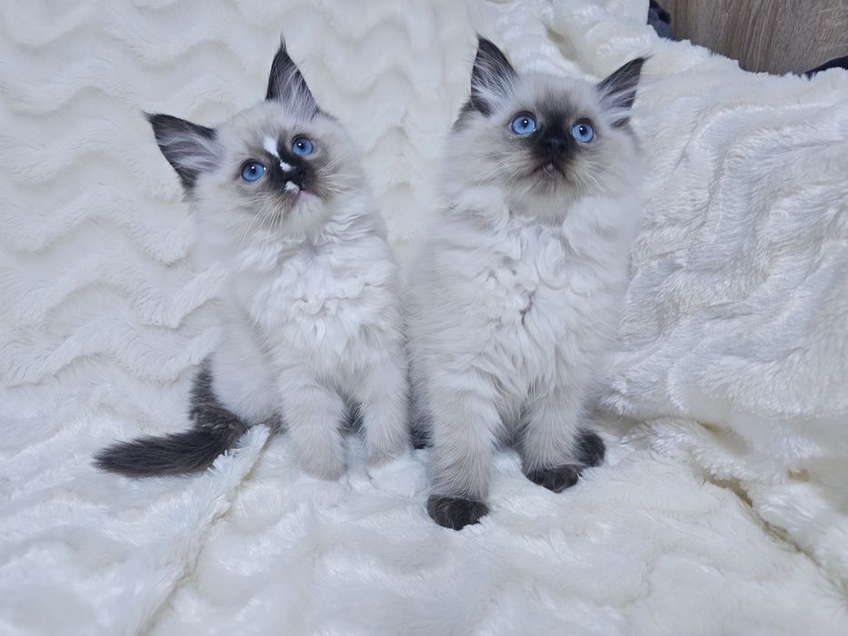 Koteczka Ragdoll (kocięta Ragdoll)