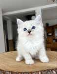 Ragdoll FPL kocurek blue mitted tabby