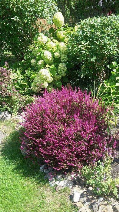 Pilnie sprzedam ogródek działkowy ROD RAJ