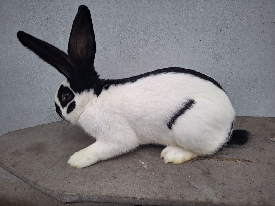 Kroliki Srokacz Niemiecki Samiec