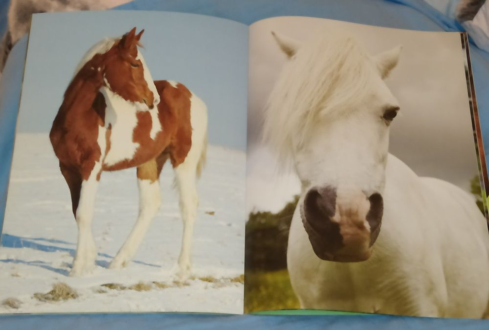 Książka Konie Moja księga zabaw, do korowania, malowania, złącz kropki