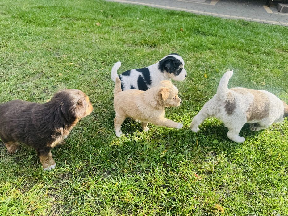 Oddam pieski za darmo