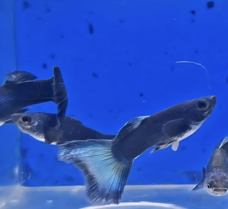 Guppy Blue Moscovo