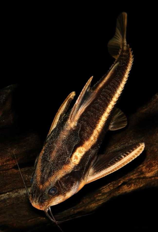 GB Sum liniowy, Platydora kolczasta (Platydoras armatulus) -dowóz ryb!
