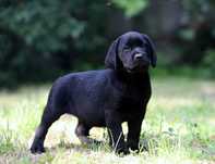 Piękny piesek Labrador Retriever!