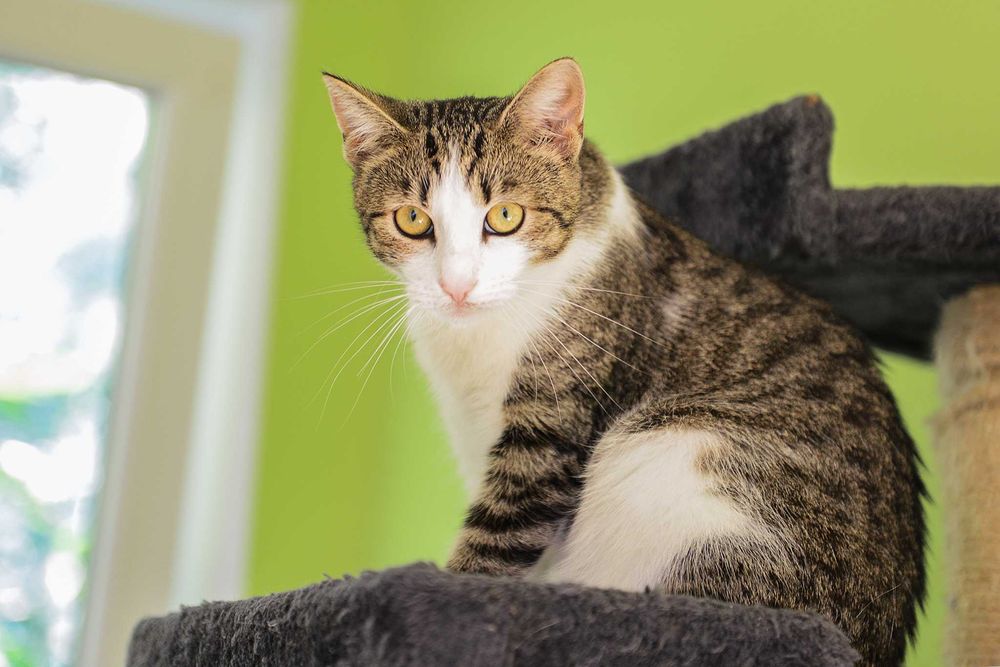 młoda kotka Arielka - preferowana adopcja w dwupaku z Jolie