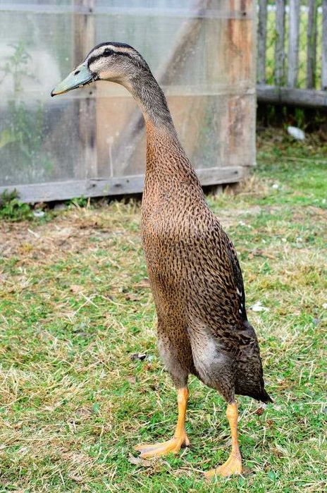 Pato corredor indiano
