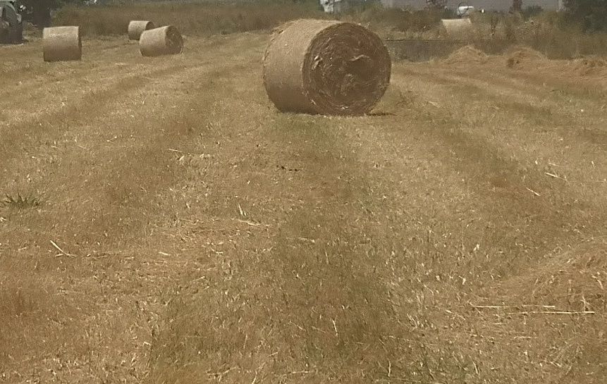 Rolo de feno nascedico, recortado diâmetro 1.30
