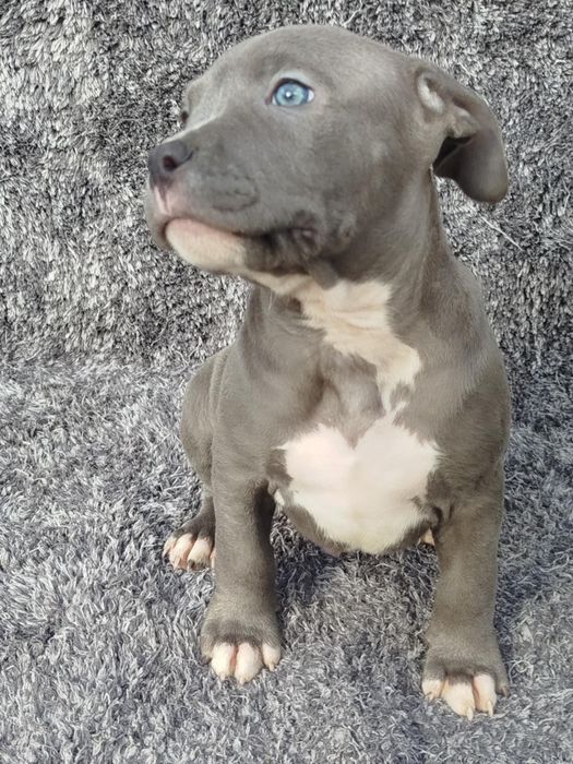 Piękny mocny Amstaff