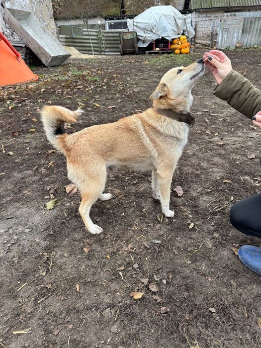 Собачка шукає дім!!!