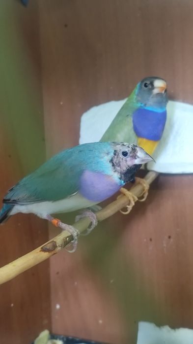 Amadyny wspaniałe para