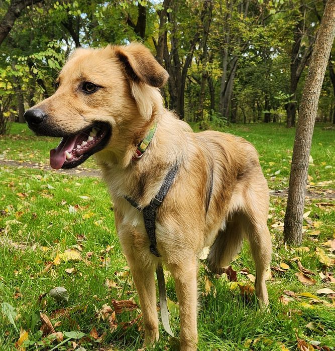 Щенок 10 мес, мальчик, Лео