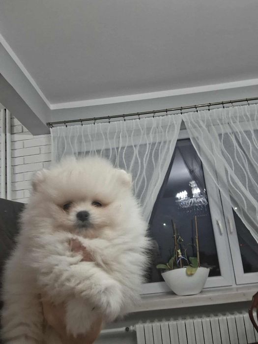 Piesek  szpic miniaturowy