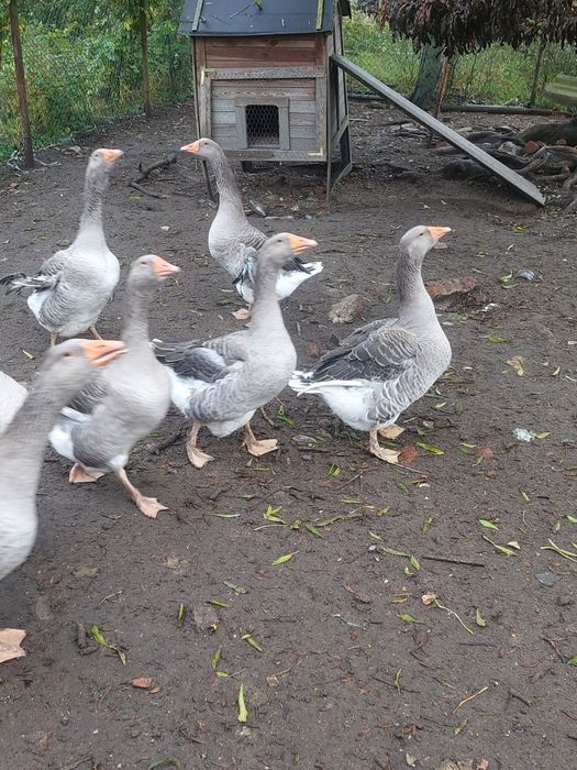 Gęś Landes 8 szt