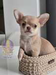 Chihuahua**Śliczny Chłopak **