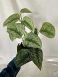 Scindapsus Pictus Trebie