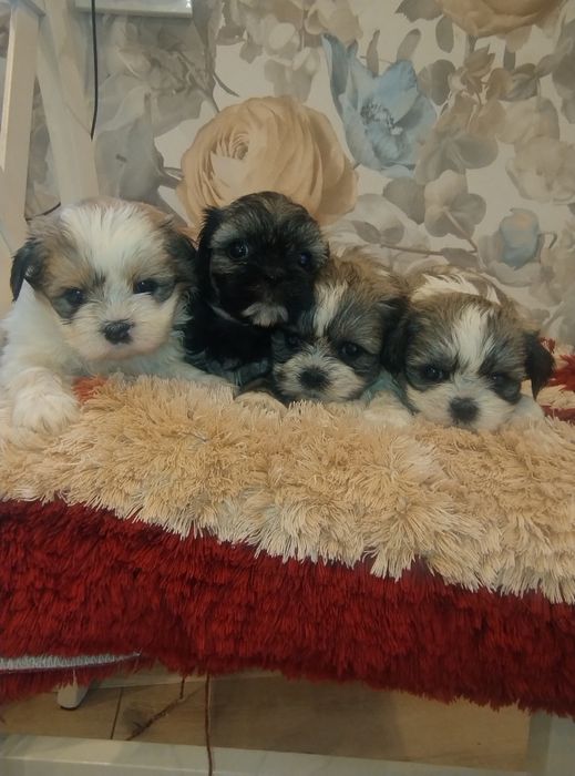 Sprzedam suczkę Shih TZU