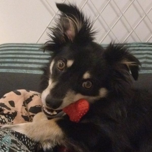 Kasztan do adopcji!