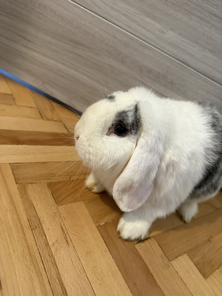 Królik reproduktor