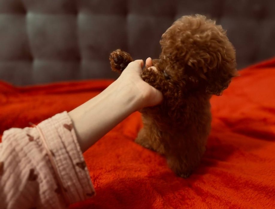 Щенки той пуделя ред браун