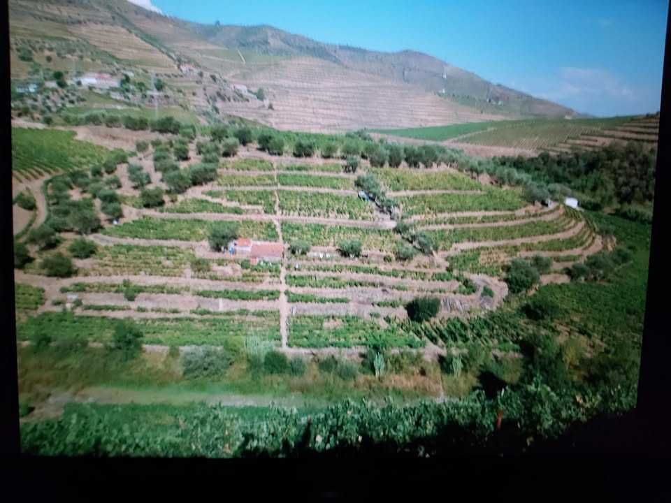 Quinta ou Casa com terreno Vinhas e Oliveiras