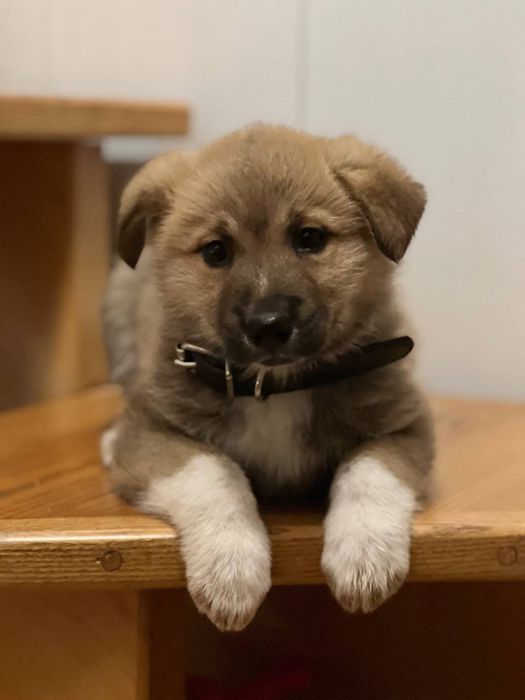 Відам цуцика в хороші руки