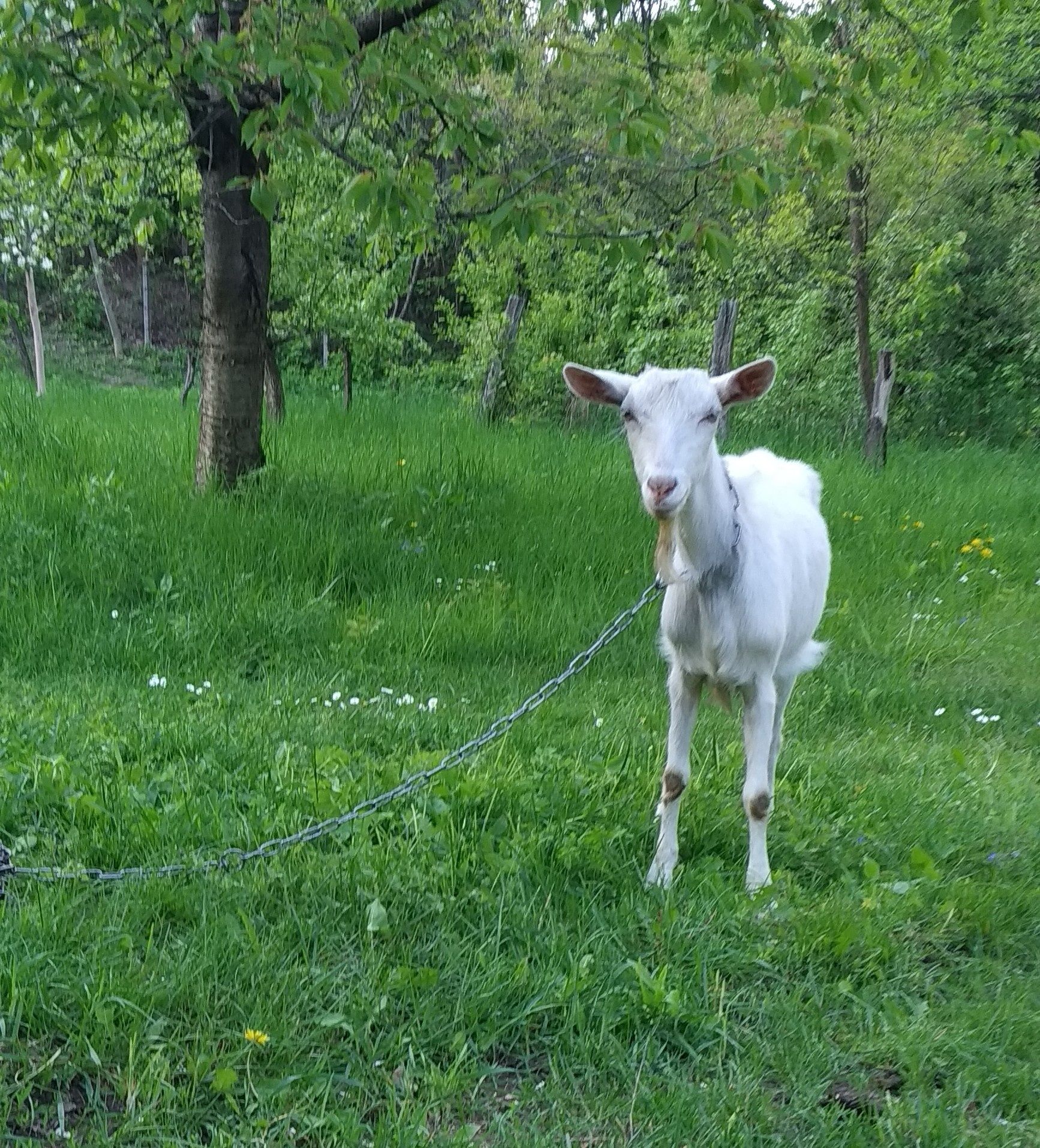 Коза зааененская (зааненська) дойна, первістка