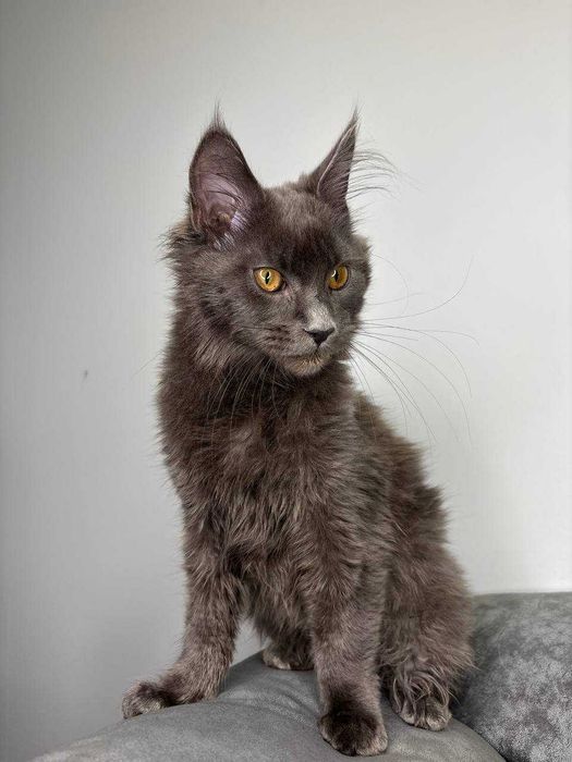 Неймовірний димчастий котик мейн-кун зі всіма документами WCF