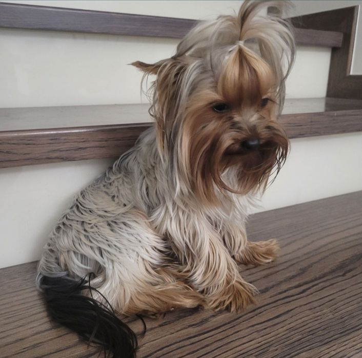 Yorkshire terrier miniaturka