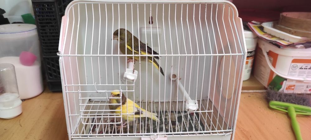 Cedo casal de verdilhoes de mutação