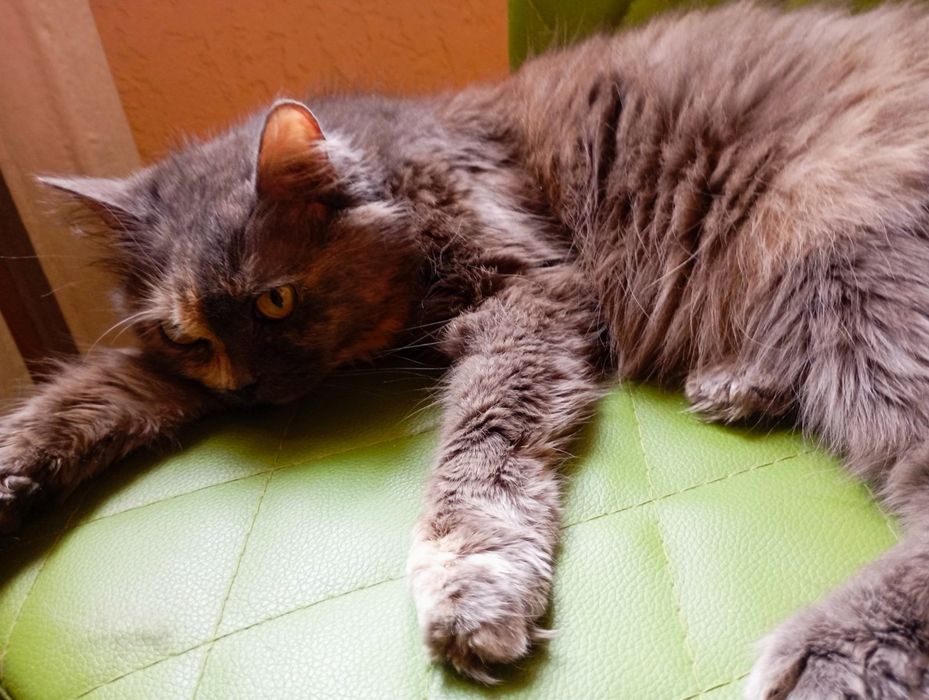 Передержка животных